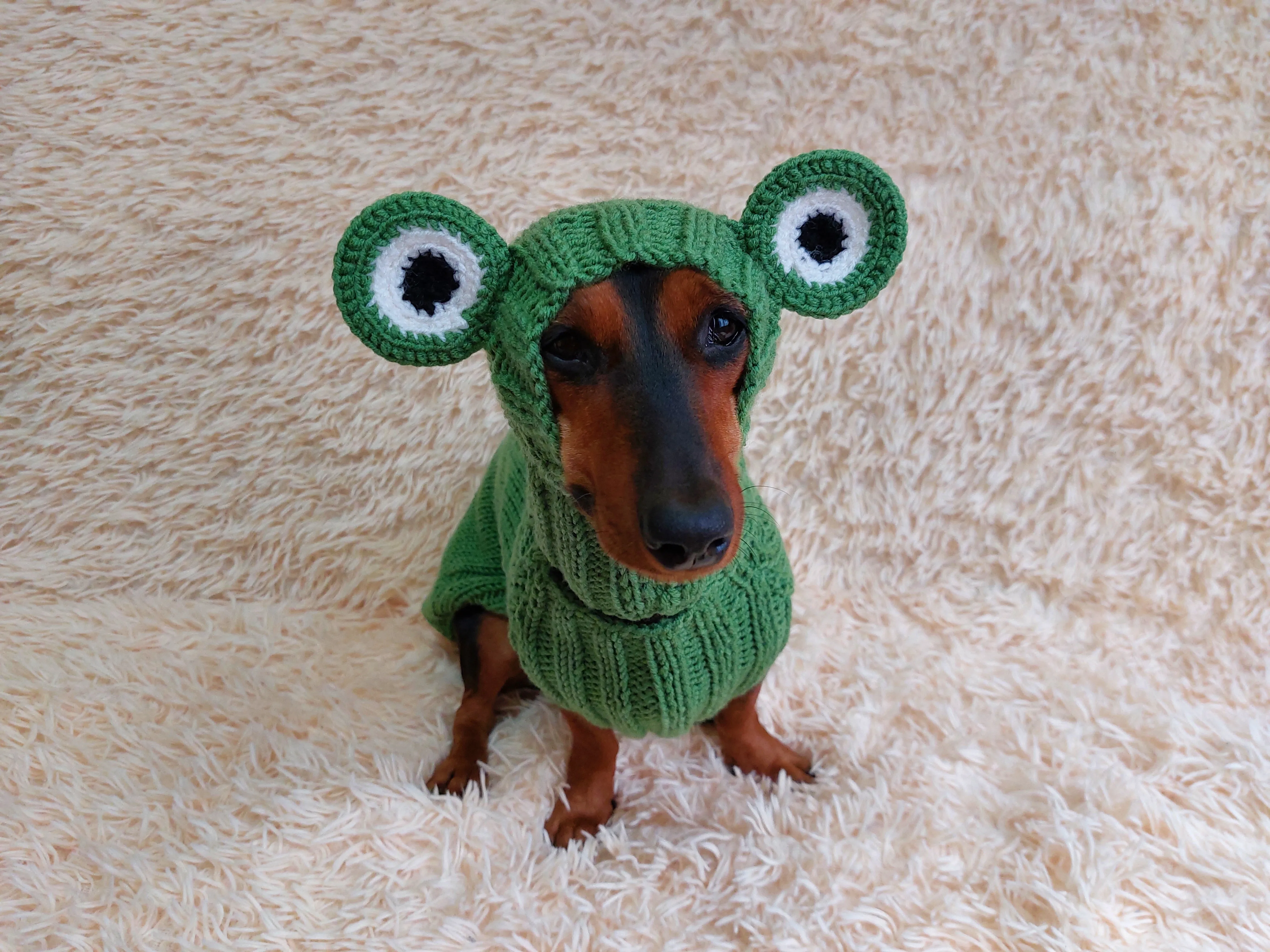 Pet Frog Costume - Halloween Costume Frog Sweater and Hat - Dachshund Frog Set for Dog Photo Shoot-Halloween dog costume for small dog Frog