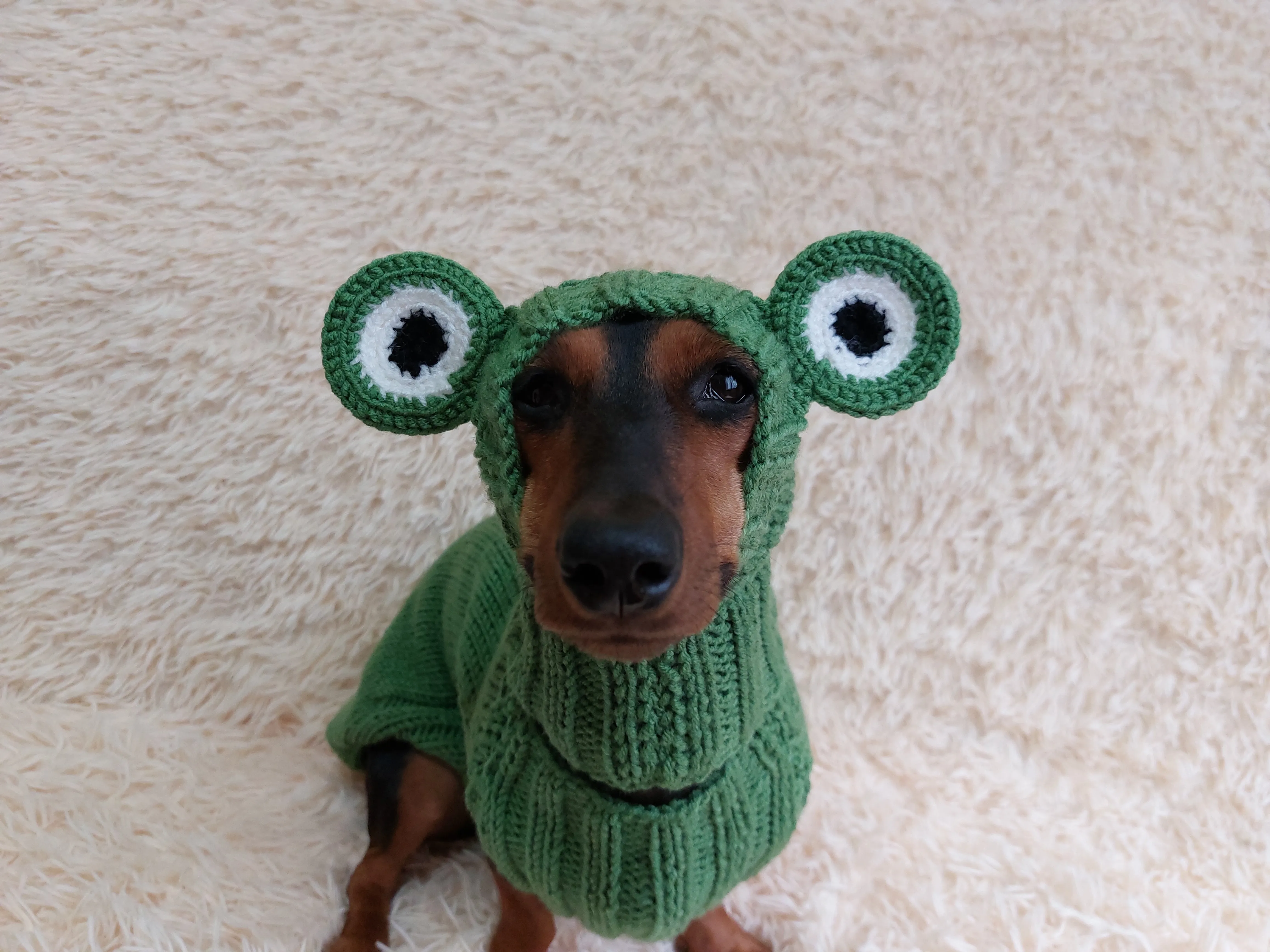 Pet Frog Costume - Halloween Costume Frog Sweater and Hat - Dachshund Frog Set for Dog Photo Shoot-Halloween dog costume for small dog Frog