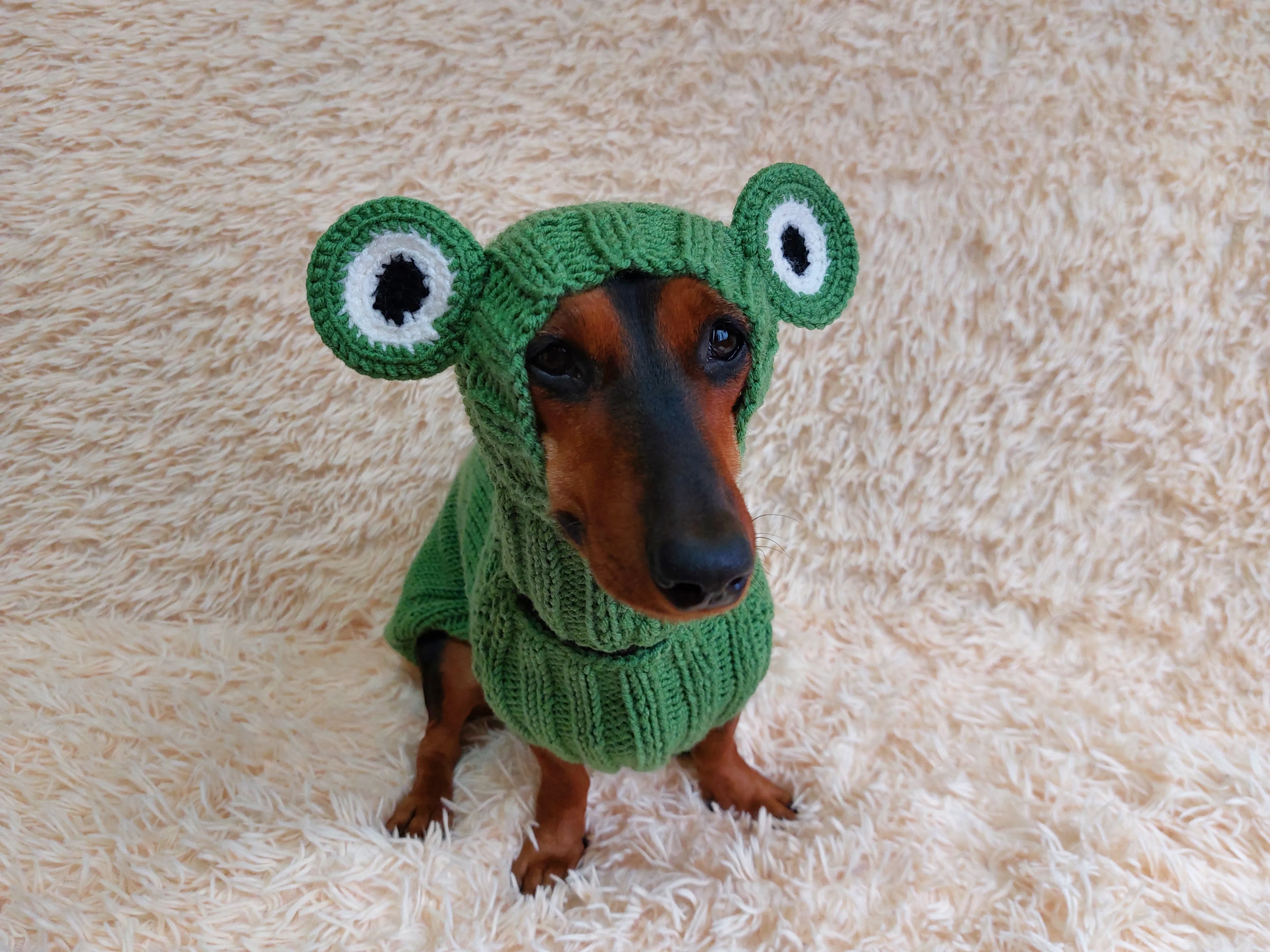 Pet Frog Costume - Halloween Costume Frog Sweater and Hat - Dachshund Frog Set for Dog Photo Shoot-Halloween dog costume for small dog Frog