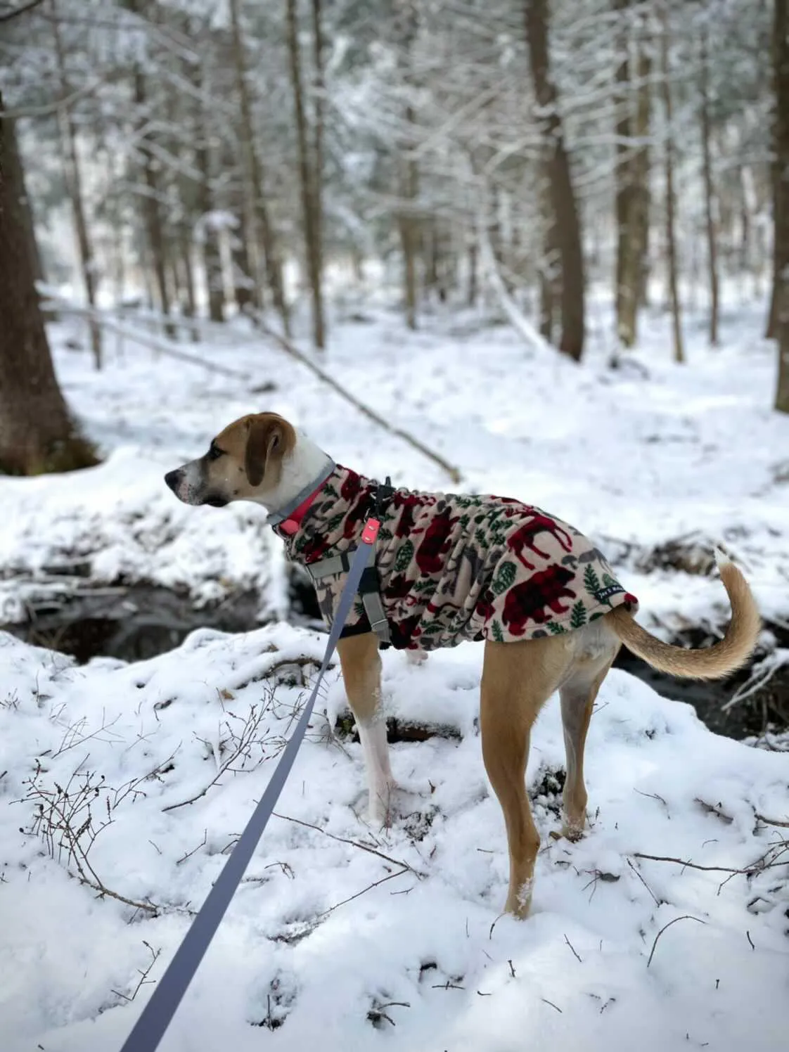 Wild Nature Dog Sweater